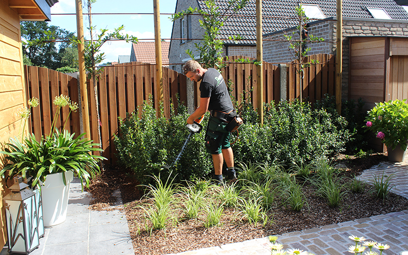 Tuinman Stefan van Tuinaanleg Damen uit Wuustwezel onderhoudt kleine tuin met elektrische haagschaar